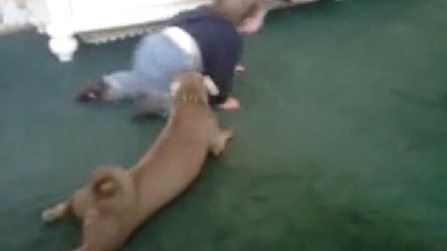 Крадущийся ребенок и затаившийся пес смотреть онлайн