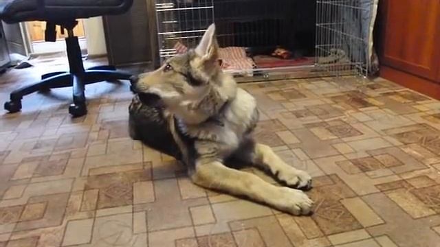 Канис поёт Милый мой услышь моё сердечко смотреть онлайн