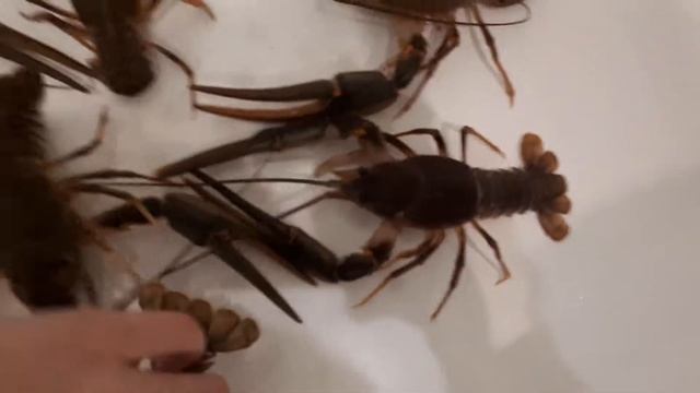 Раки дома живые смотреть онлайн