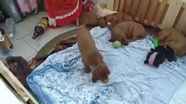 Ирландский сеттер щенки.26.04.2020 смотреть онлайн