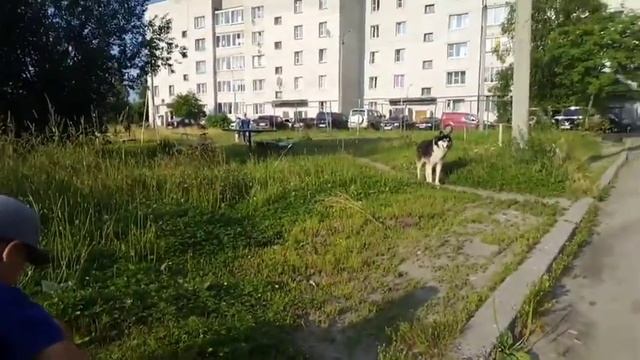 моего друга укусила собака смотреть онлайн