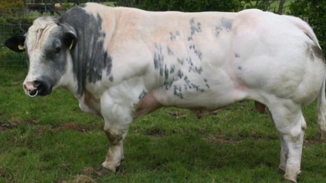 The Belgian Blue cattle S1E2 смотреть онлайн