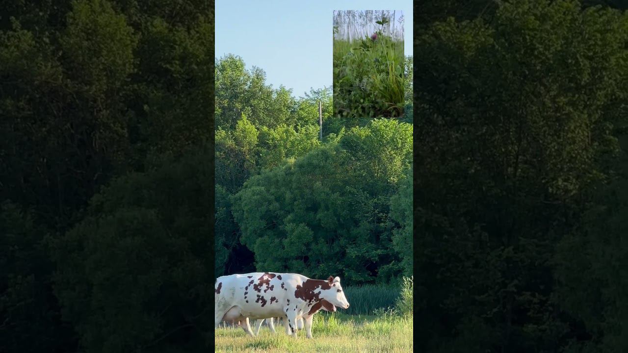 Красоты села #пастбище#кадада#агро смотреть онлайн