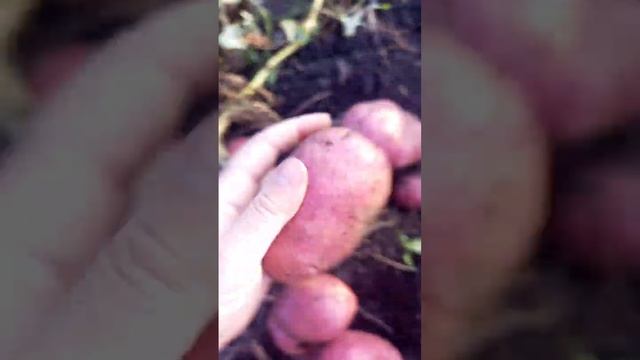 Картофель Эволюшн. Красавец!