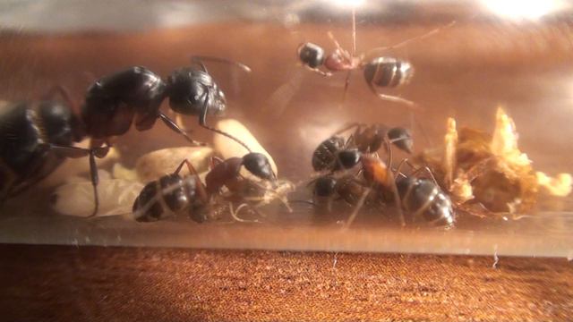 Camponotus herculeanus рождение муравья смотреть онлайн