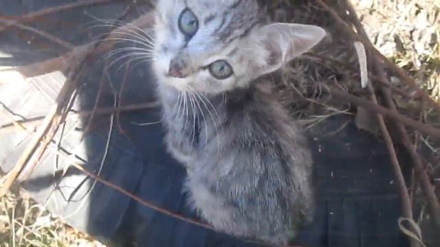 котики на улице :3 смотреть онлайн