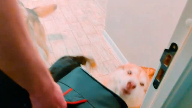 УЧИЛКА МАЛЕНЬКИЕ КОШМАРЫ ПРИШЛА ЗА СРЕДНИМ ЧЕЛОВЕКОМ!! Корги Коржик Говорящая собака смотреть онлайн