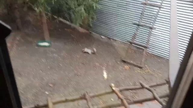 белки прощаются с осенью смотреть онлайн