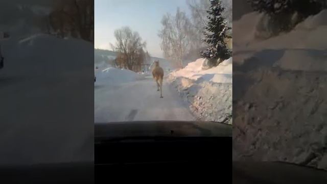 Лось в городе Таштагол!!! смотреть онлайн