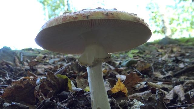 Rusokärpässieni, Amanita rubescens, sieni смотреть онлайн
