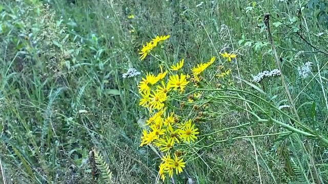 До 27 Августа побрызгайте порог водой, уберегитесь от бед и поставьте на дом защиту. Ритуал смотреть онлайн