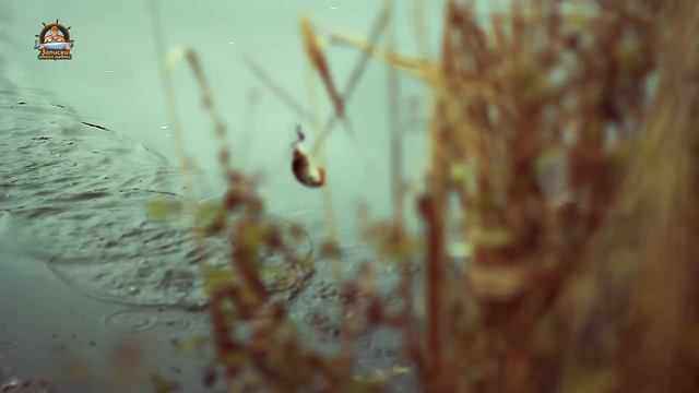 Ловля щуки осенью на спиннинг. Джиг или воблеры? смотреть онлайн