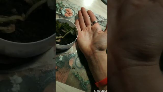 Мини домашний ”террариум„ смотреть онлайн