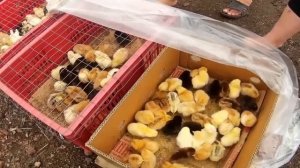 Как нужно кормить суточных цыплят