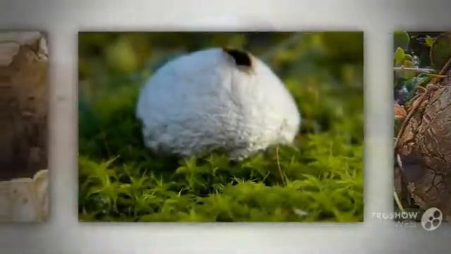 bovista - fungi kingdom смотреть онлайн