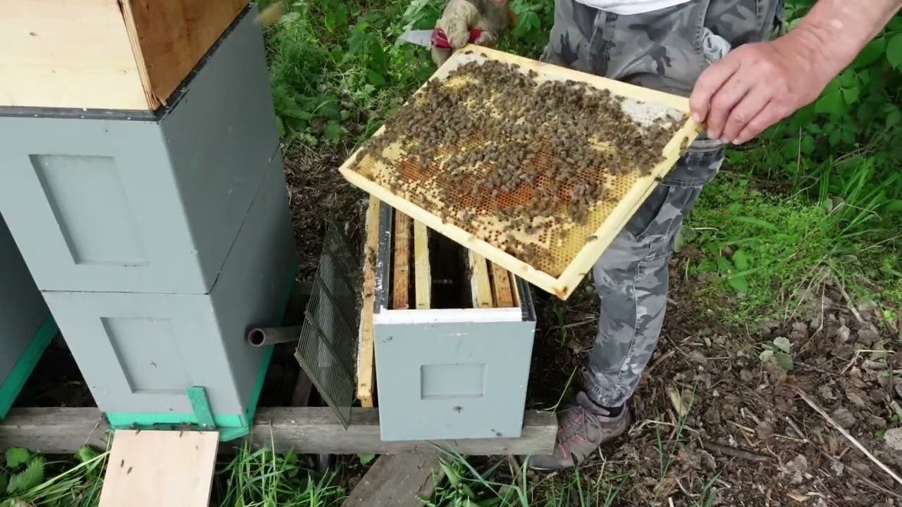и такое бывает с молодыми матками при облете смотреть онлайн