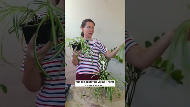 Хлорофитум. Цветок для выращивания горшках и не только смотреть онлайн