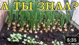 ПЕРВЫЕ ПОСАДКИ в теплице!???