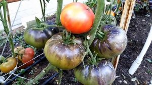 Томат Послеобеденный восторг (Afternoon Delight).