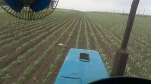 МТЗ 80  Междурядная культивация кукурузы КРН 5,6