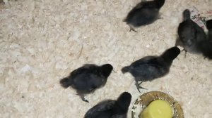 Цыплятам МАРАНА 10 дней, Куда они ПЕРЕЕХАЛИ? СКОЛЬКО ВЕСИТ ЦЫПЛЁНОК В 10ДНЕЙ