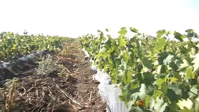 Планета Агро о Приазовском Винном Доме смотреть онлайн