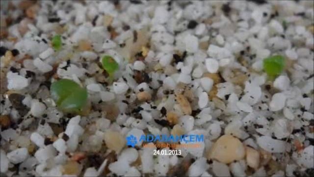 Titanopsis From Seed - Tohumdan Titanopsis