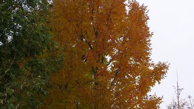 Fraxinus pennsylvanica "Cimmzam" смотреть онлайн