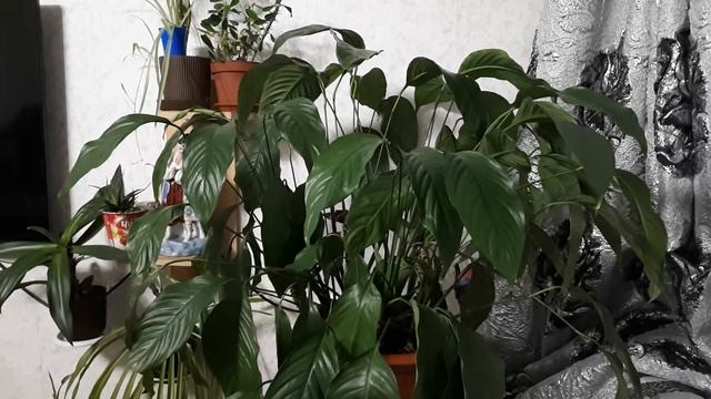 Спатифиллум оживает на глазах. смотреть онлайн