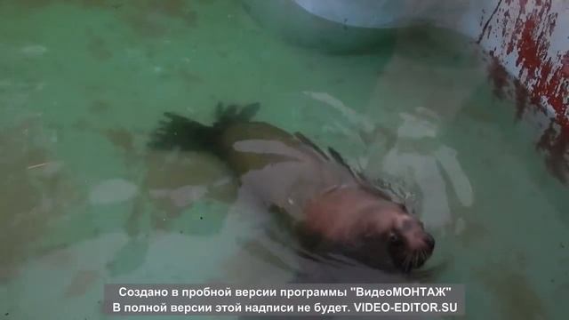 Калининградский зоопарк 2017 смотреть онлайн