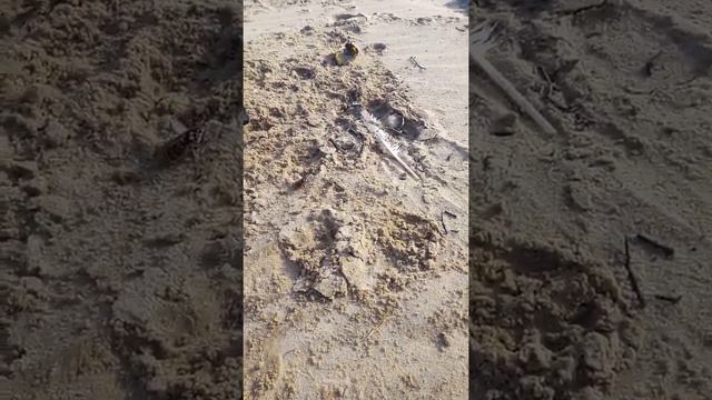 Такса против шершня смотреть онлайн