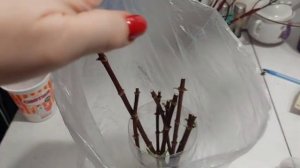 Что делать,если почки засыхают?Переувлажнили  или пересушили?