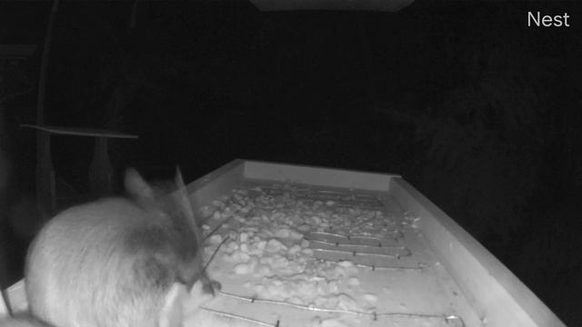 Белка летяга улетает смотреть онлайн