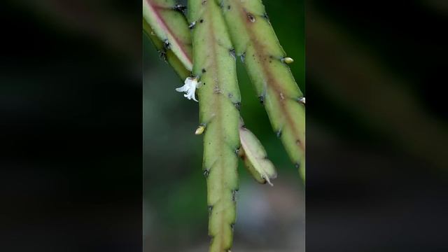 15 Cactus Más Raros y Hermosos del Mundo смотреть онлайн