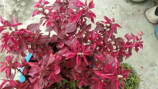 How to grow and care Iresine/ Hedge plant смотреть онлайн