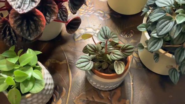 Peperomia Abricos and other cute Peperomias haul смотреть онлайн