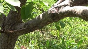 Как вылечить камедь на абрикосе