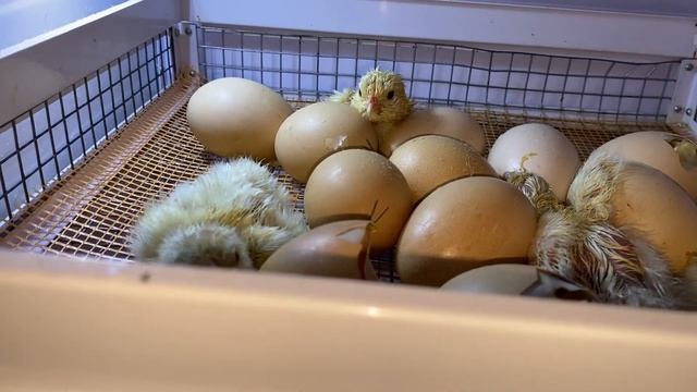 Крупные Цыплята двух пород Мини мясные + Бресс Гальцы//Инкубация цыплят смотреть онлайн