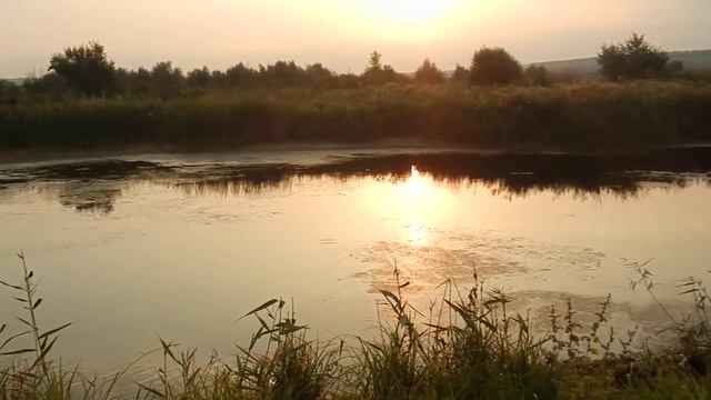 ласточки кормятся смотреть онлайн