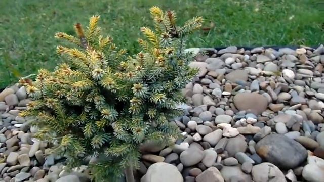 Picea omorika 'Peve Tijn' смотреть онлайн