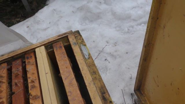 Подкормка в январе нужна слабым семьям. смотреть онлайн