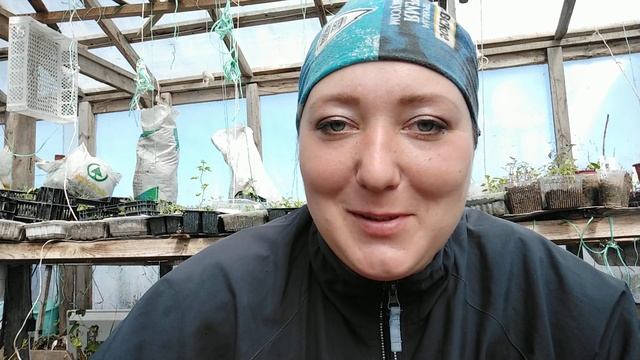 Махровые примулы серии Беларина смотреть онлайн