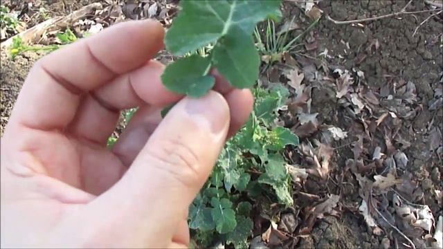 Съедобные растения. Рапс / Brássica Nápus