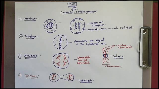 Regulation of Cell Cycle || Spindle Assembly Checkpoint || Cell Biology || Series 1 Lecture 4 || смотреть онлайн