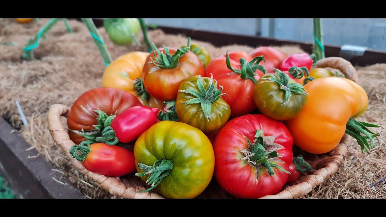 СУПЕР УРОЖАЙ! Томаты УСЫПАНЫ спелыми и сладкими плодами! #Shorts смотреть онлайн