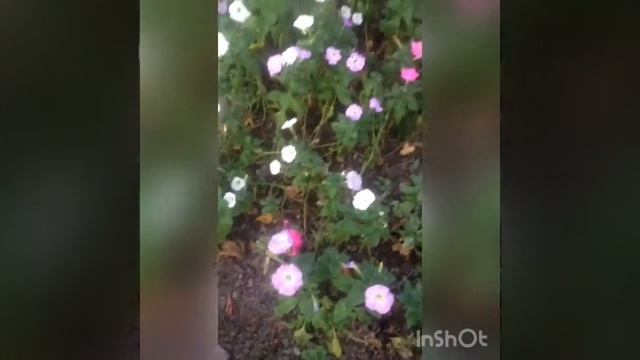 Обожаю их!!! смотреть онлайн