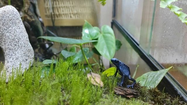 Утренняя охота голубого древолаза. смотреть онлайн