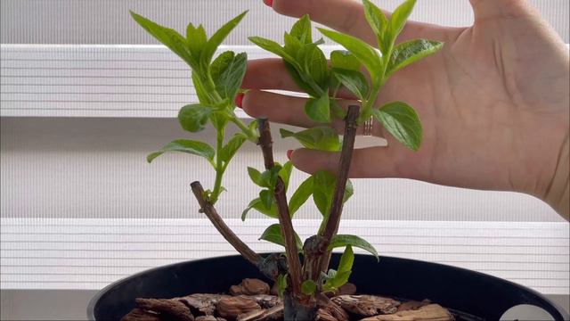 Завершающая обрезка моих гортензий (дополнение к предыдущему видео) смотреть онлайн