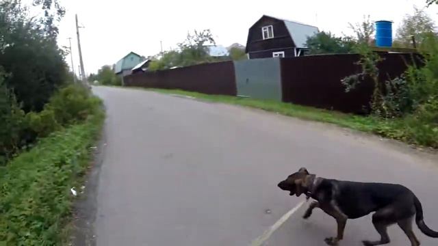 Пес Руслан ищет дом! смотреть онлайн