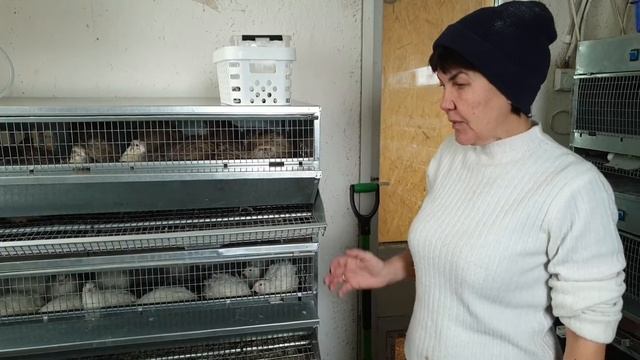 Начинаем разведение перепелов. Подсаживаем самцов к самочкам. смотреть онлайн